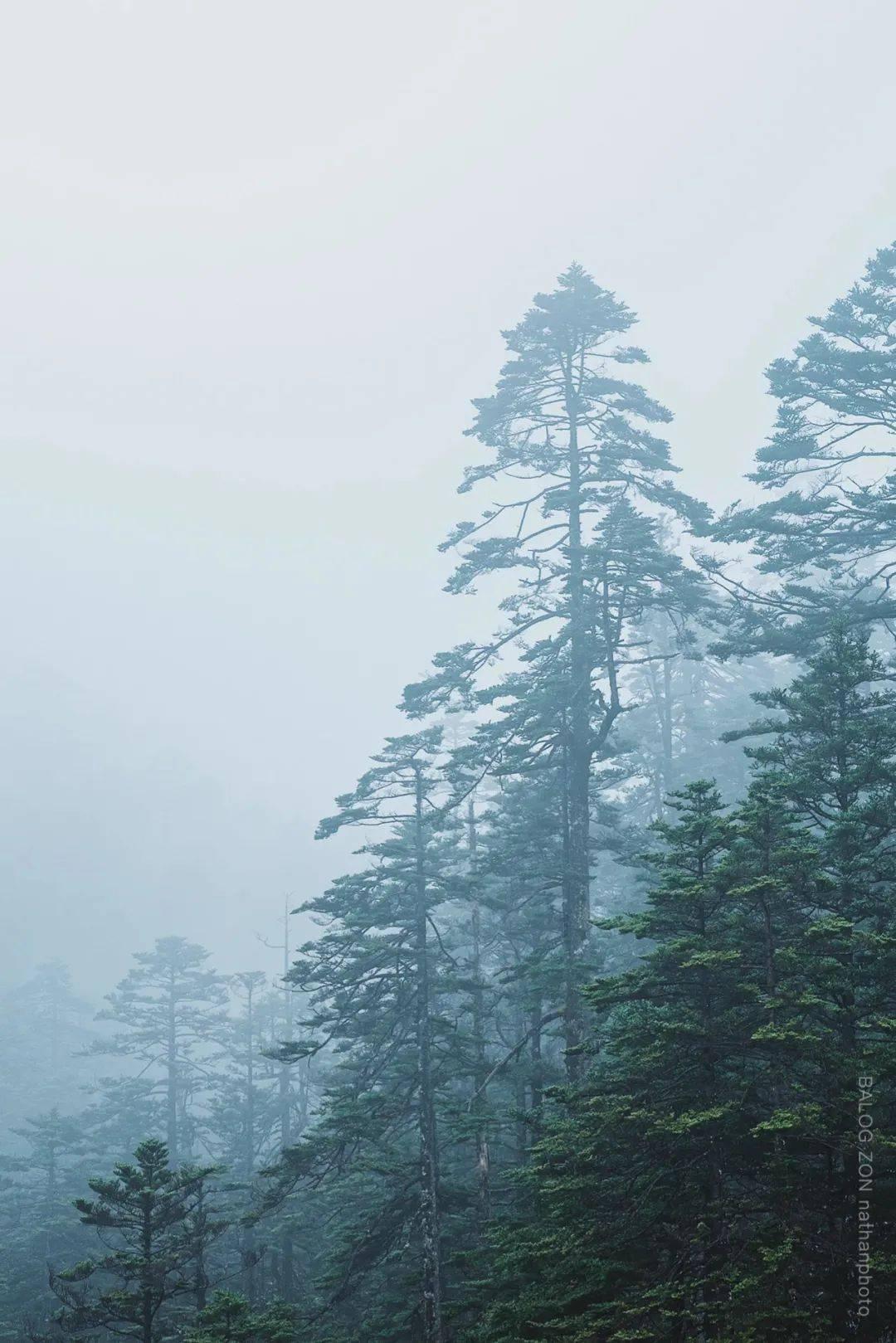 救援受困的火鸡